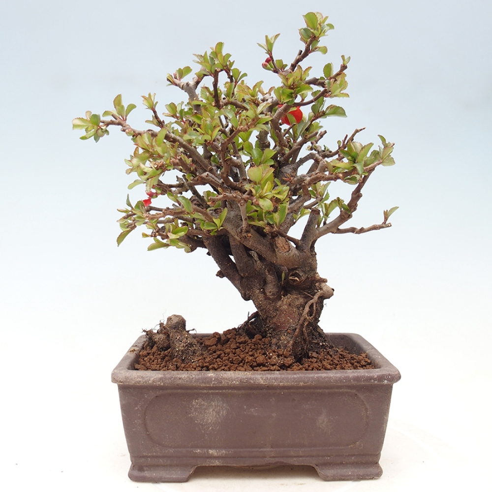 Bonsai voor buiten - Chaneomeles speciosa - Kweepeer