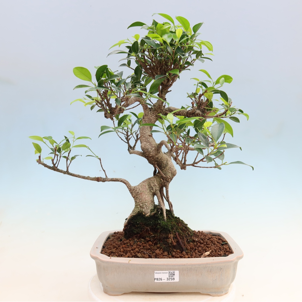 Kamerbonsai - Ficus kimmen - kleinbladige ficus