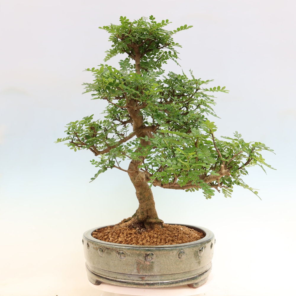 Kamerbonsai - Zantoxylum piperitum - peperboom