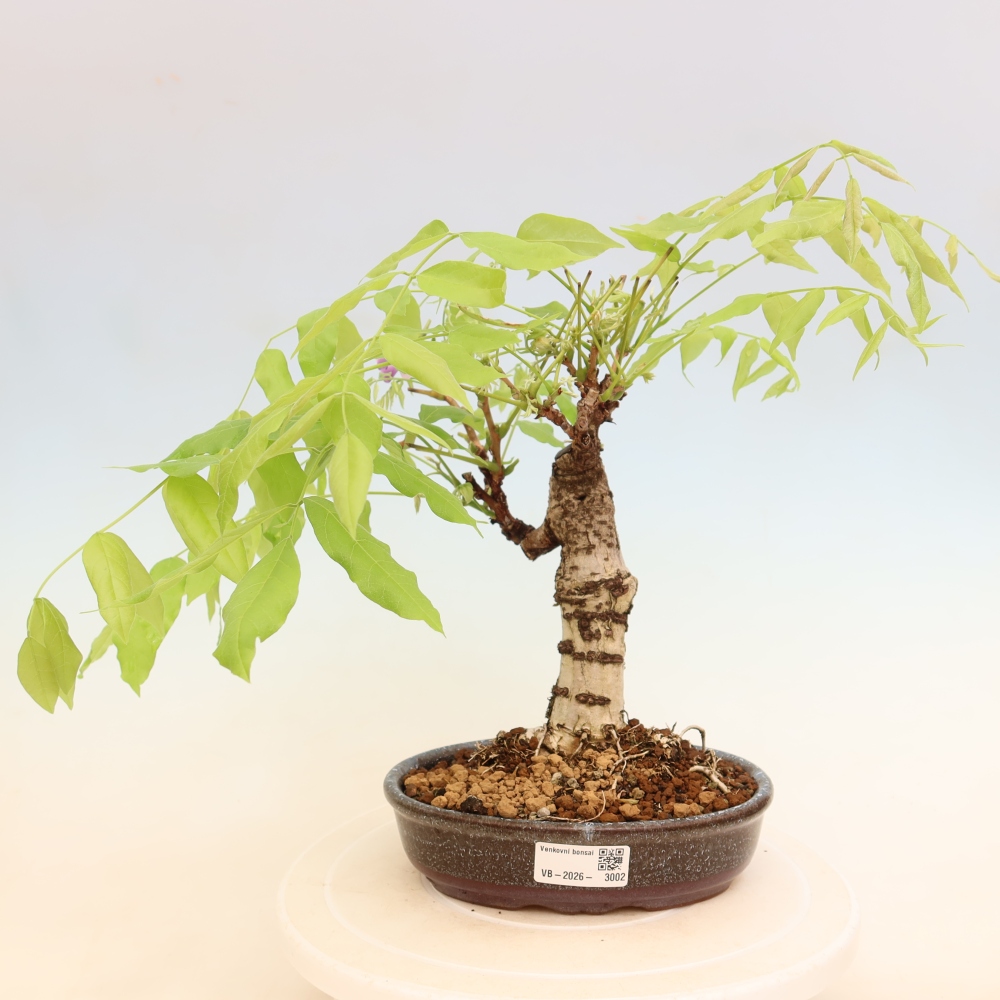 Bonsai voor buiten - Wisteria floribunda