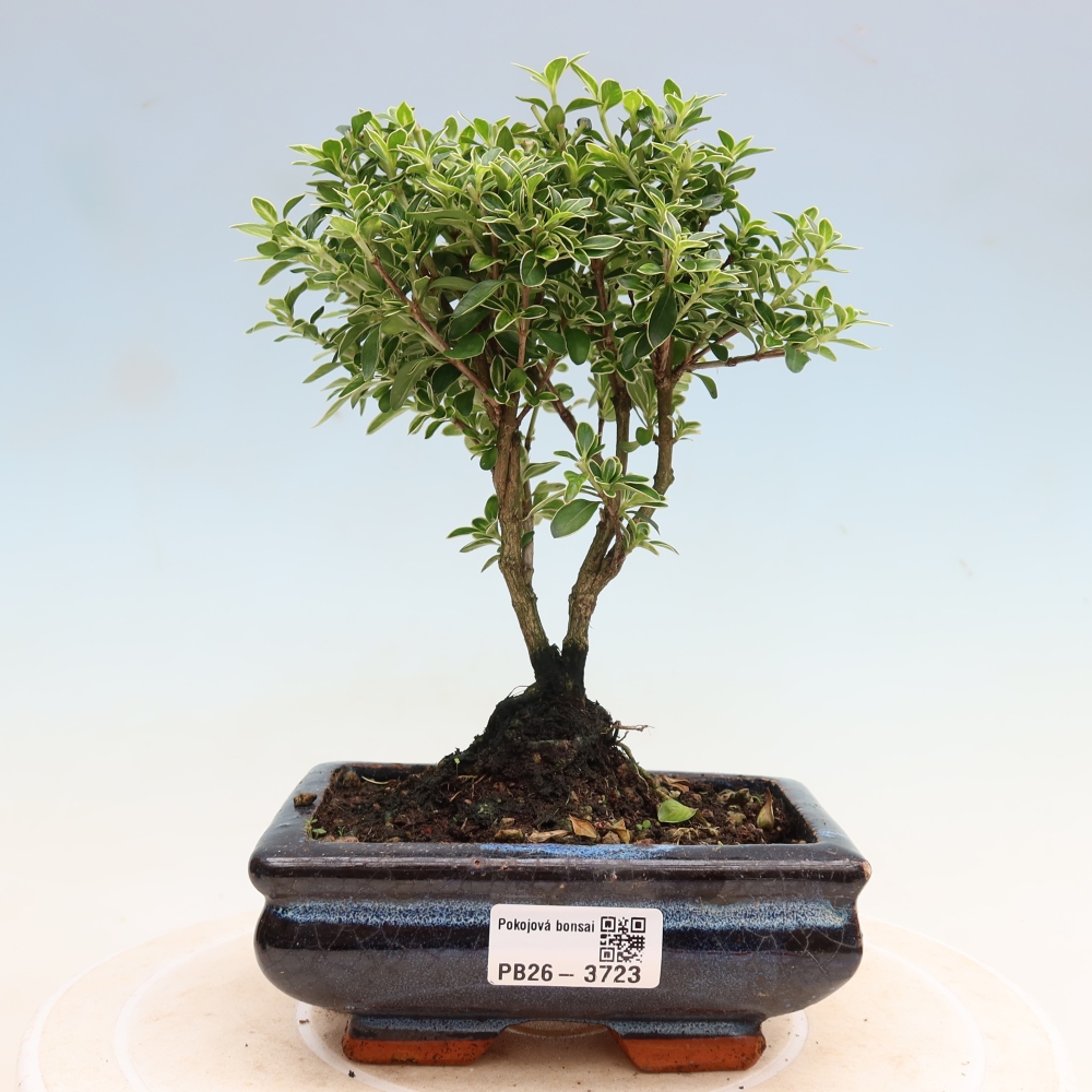 Kamerbonsai - Serissa foetida Variegata - Boom van duizend sterren