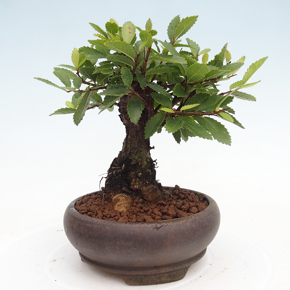Bonsai voor buiten - Zelkova - Zelkova NIRE