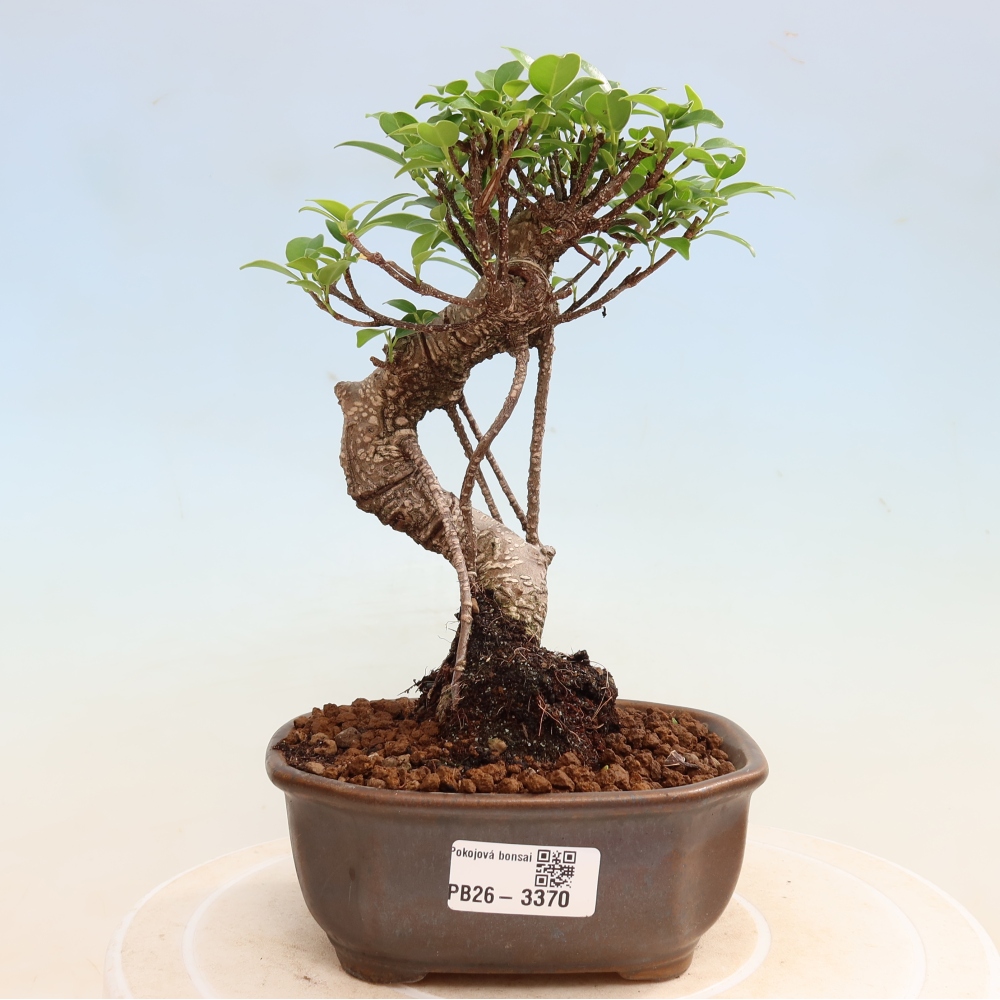 Kamerbonsai - Ficus kimmen - kleinbladige ficus