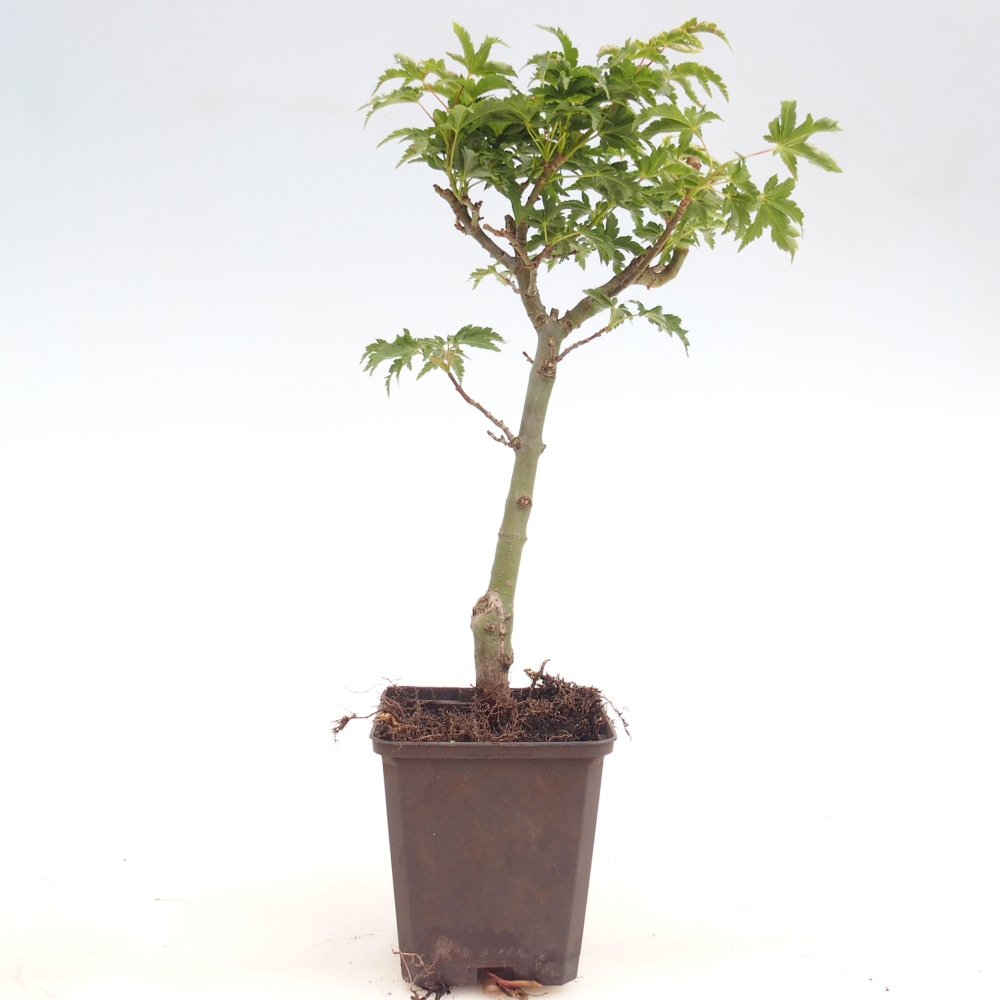 Bonsai voor buiten -Javor palmate - Acer palmatum Shishigashira in container