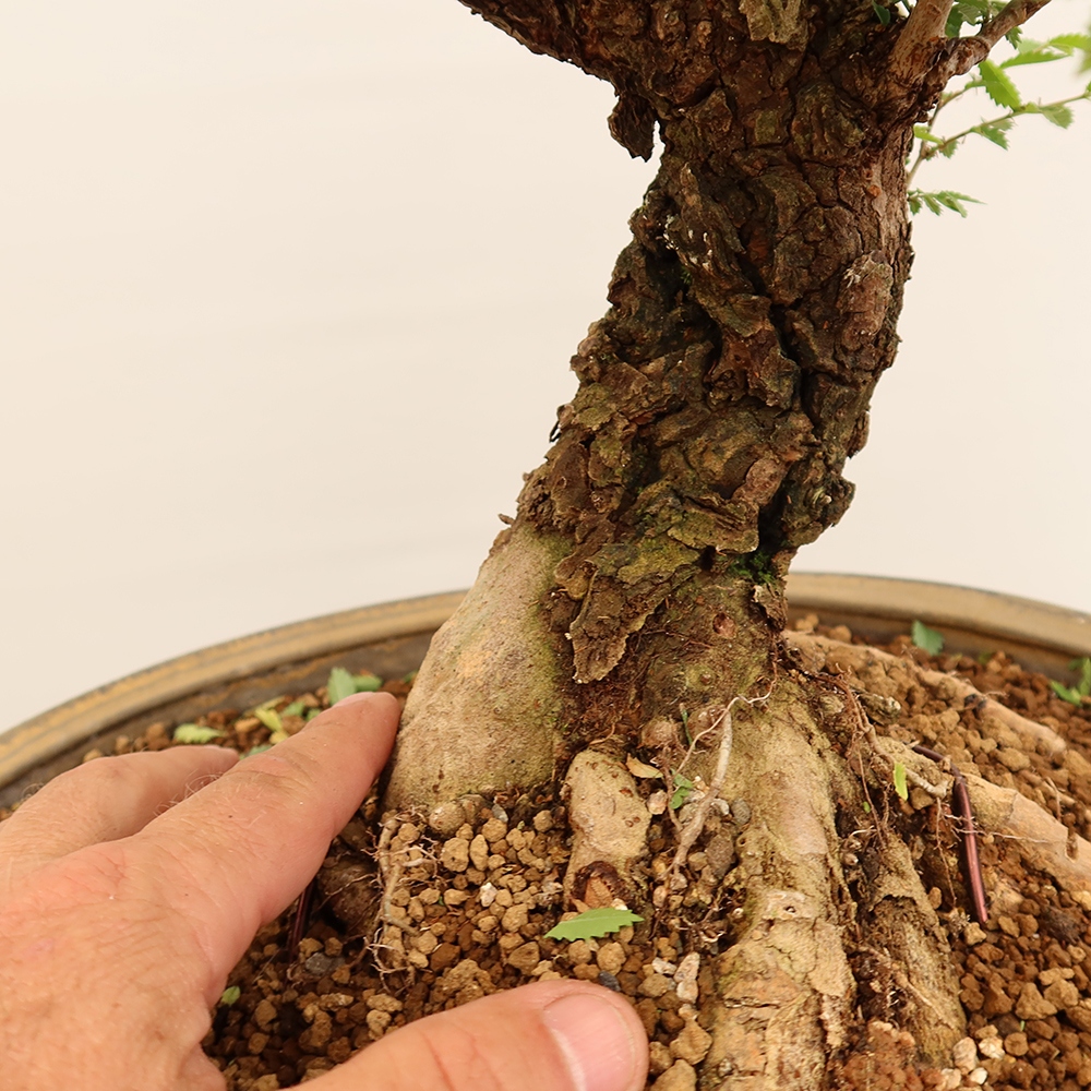 Bonsai voor buiten - Zelkova - Zelkova NIRE