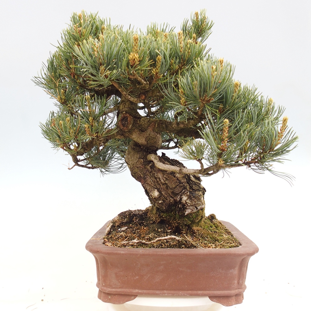 Bonsai voor buiten - Pinus parviflora - Pinus parviflora