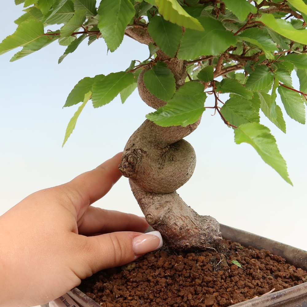 Bonsai voor buiten -Carpinus Coreana - Koreaanse haagbeuk