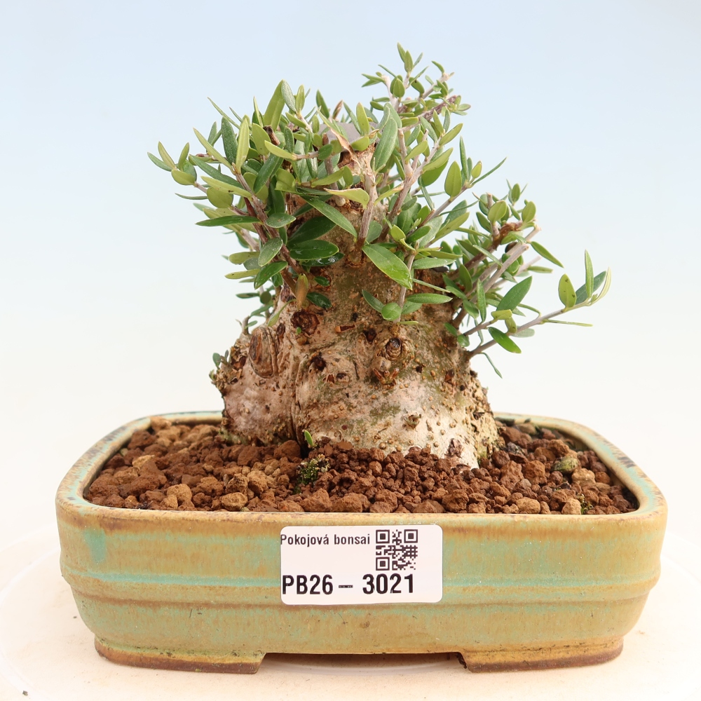 Bonsai voor binnen - Olea europaea sylvestris