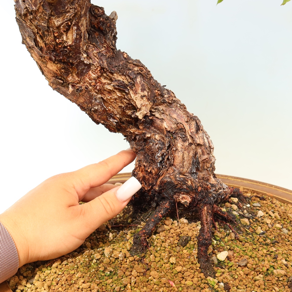 Bonsai voor buiten – Japanse abrikoos – Prunus Mume
