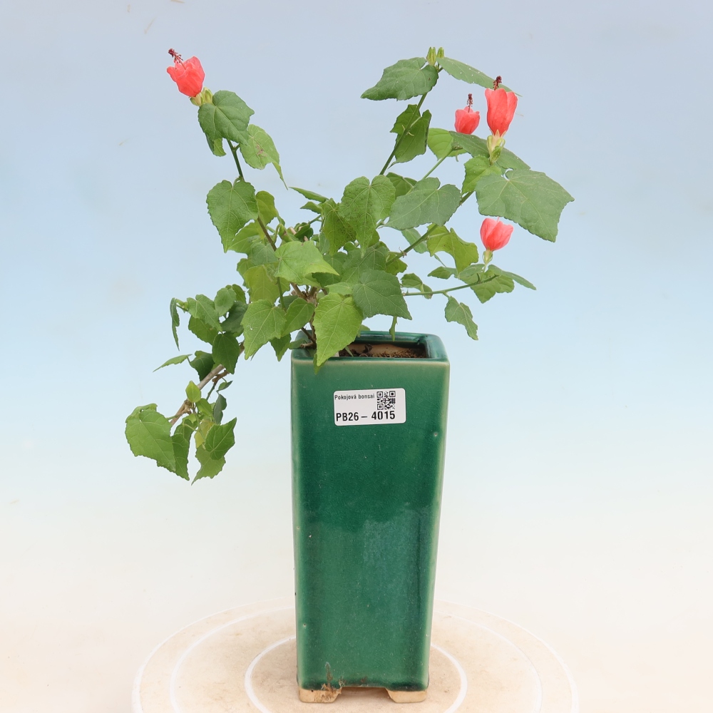 Bonsai voor binnen - Malvaviscus arboreus