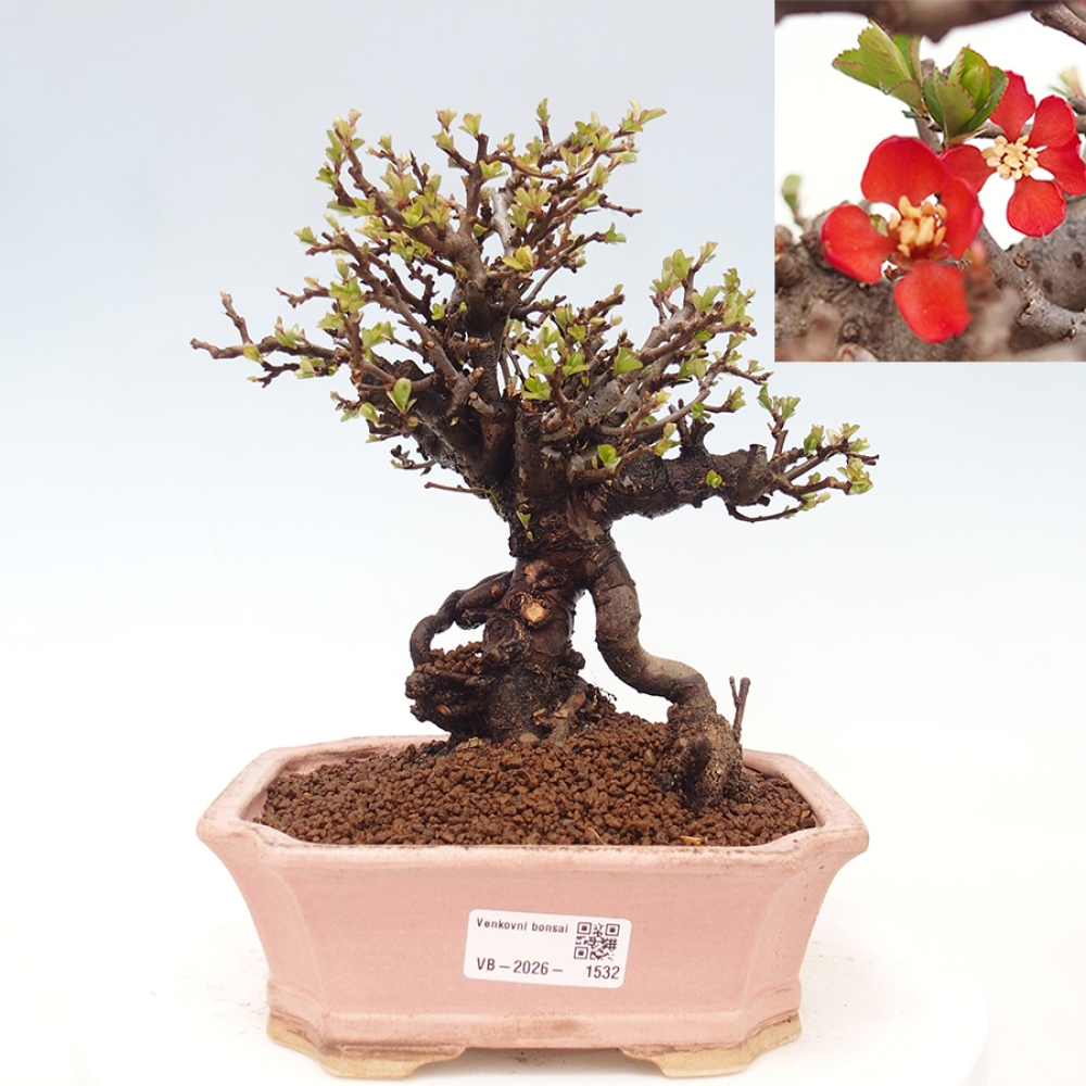 Bonsai voor buiten - Chaneomeles speciosa - Kweepeer