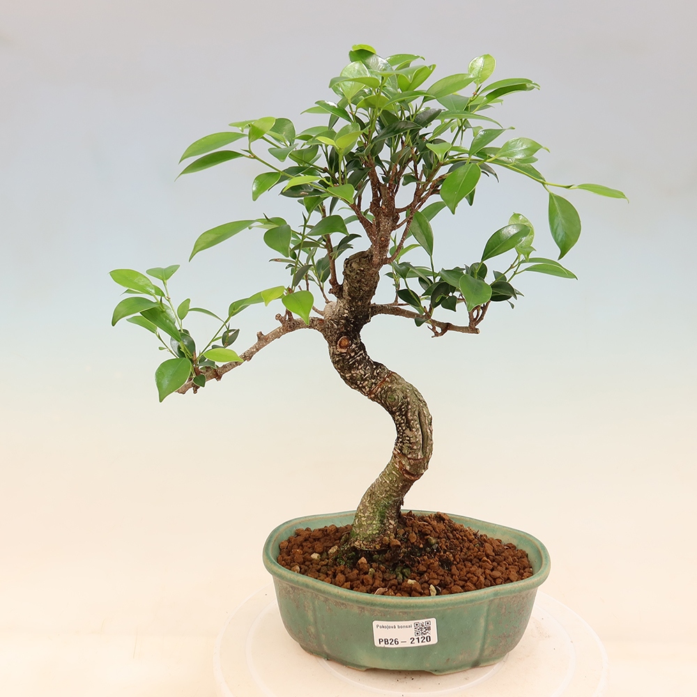 Kamerbonsai - Ficus retusa - kleinbladige ficus