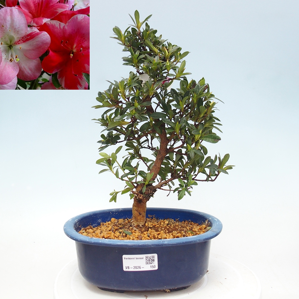 Bonsai voor buiten - Japanse Azalea - Azalea Santoka