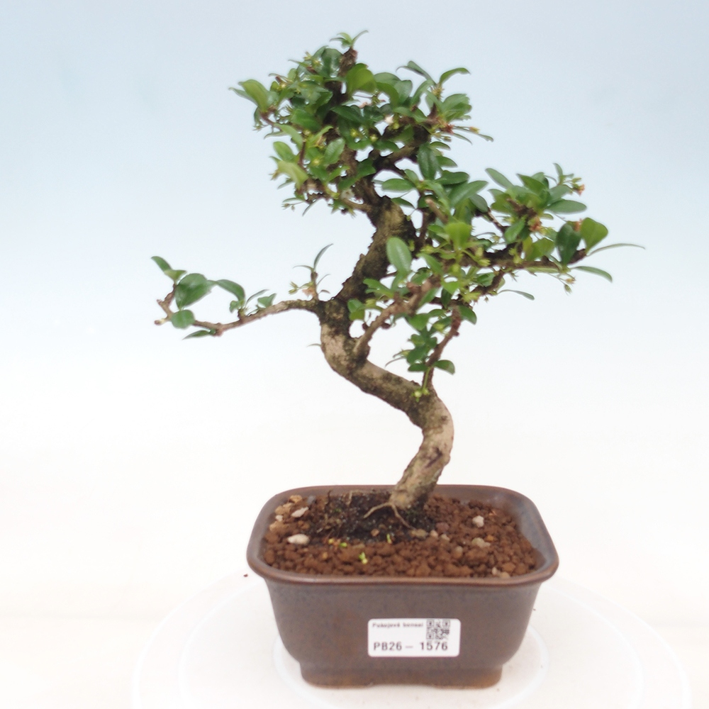 Kamerbonsai - Carmona macrophylla - Thee fuki