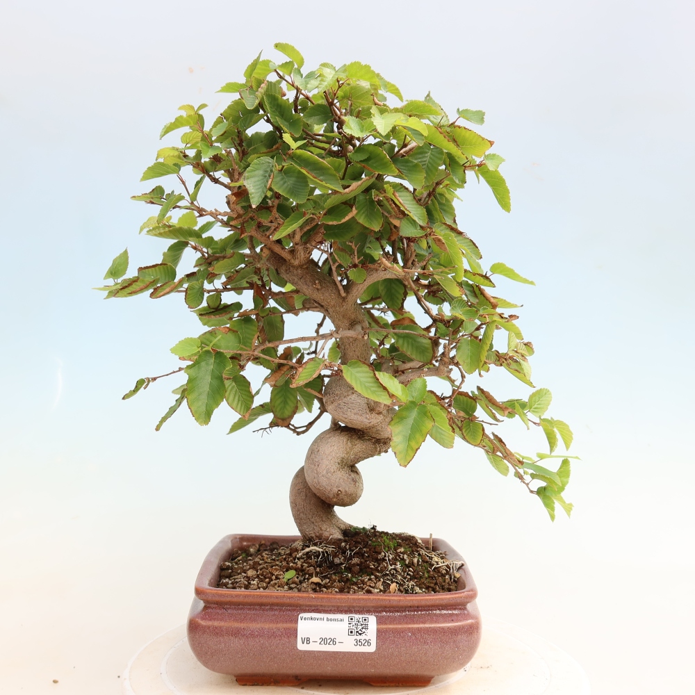 Bonsai voor buiten -Carpinus CARPINOIDES - Koreaanse haagbeuk
