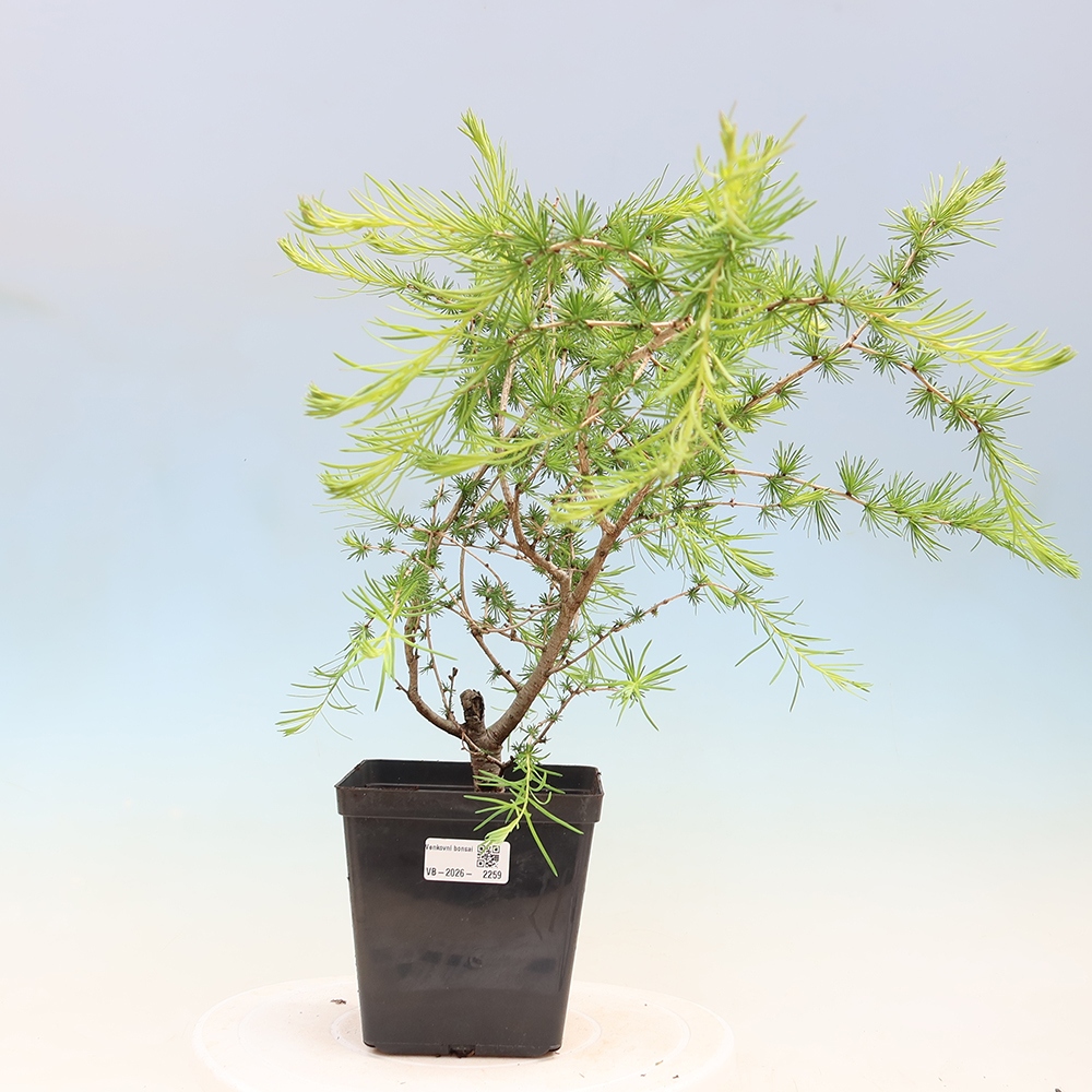 Bonsai voor buiten -Larix decidua - Lariks