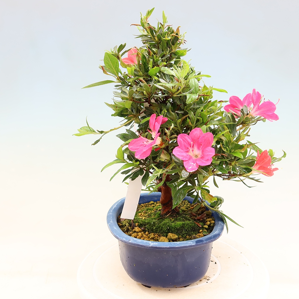Bonsai voor buiten - Japanse Azalea - Azalea Beniko