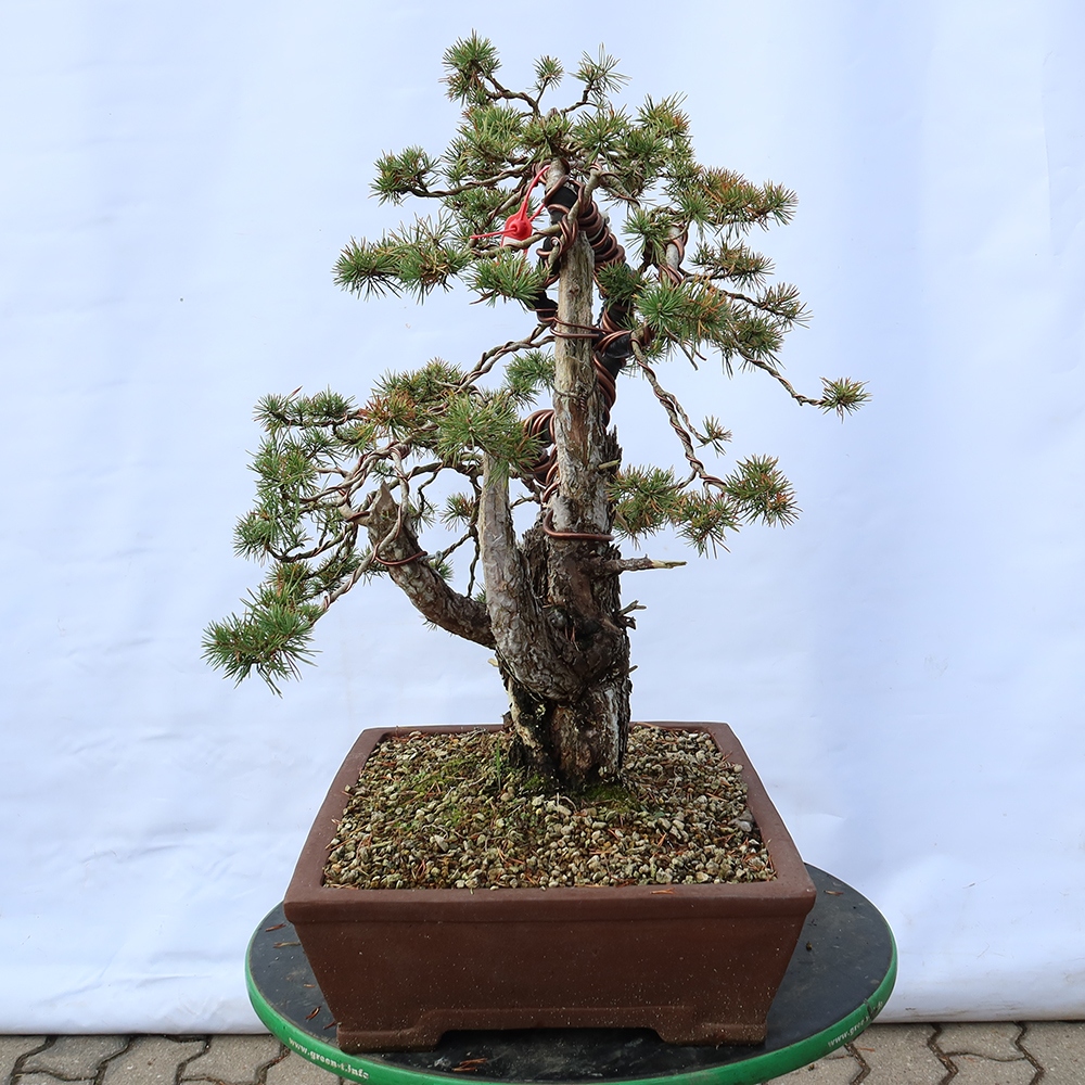 Pinus sylvestris Spanje - grove den