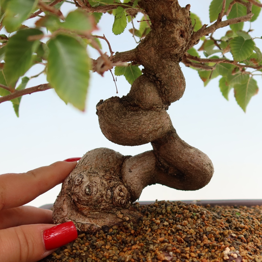 Bonsai voor buiten -Carpinus Coreana - Koreaanse haagbeuk