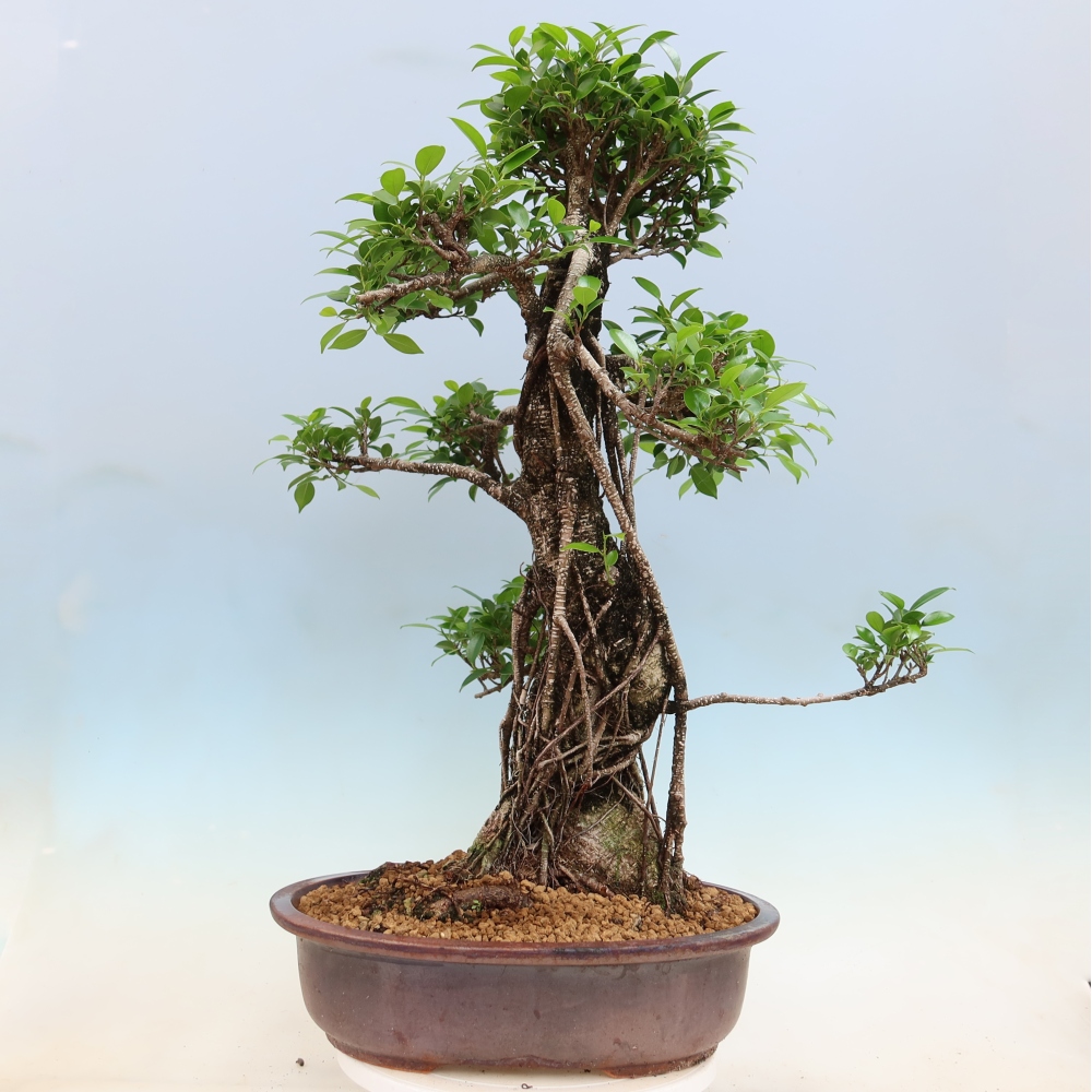 Kamerbonsai - Ficus kimmen - kleinbladige ficus