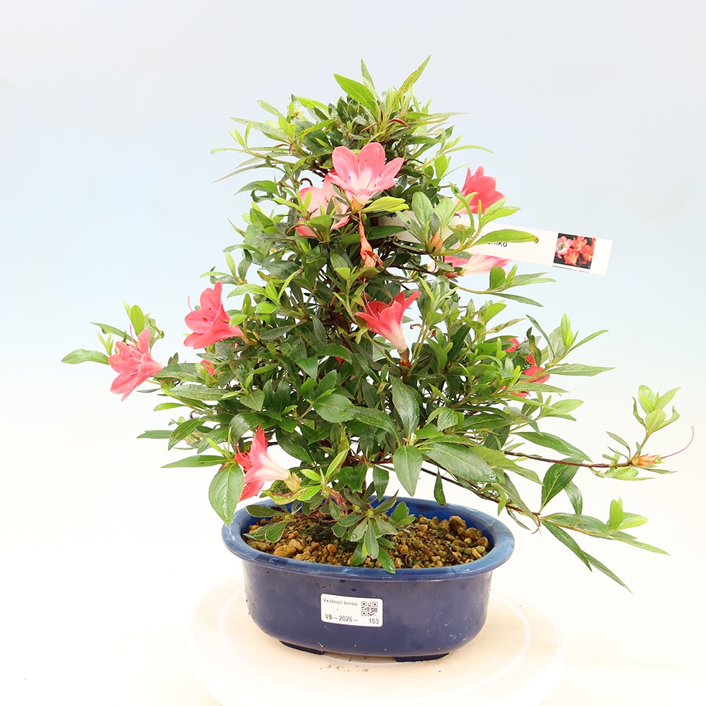Bonsai voor buiten - Japanse Azalea - Azalea Beniko