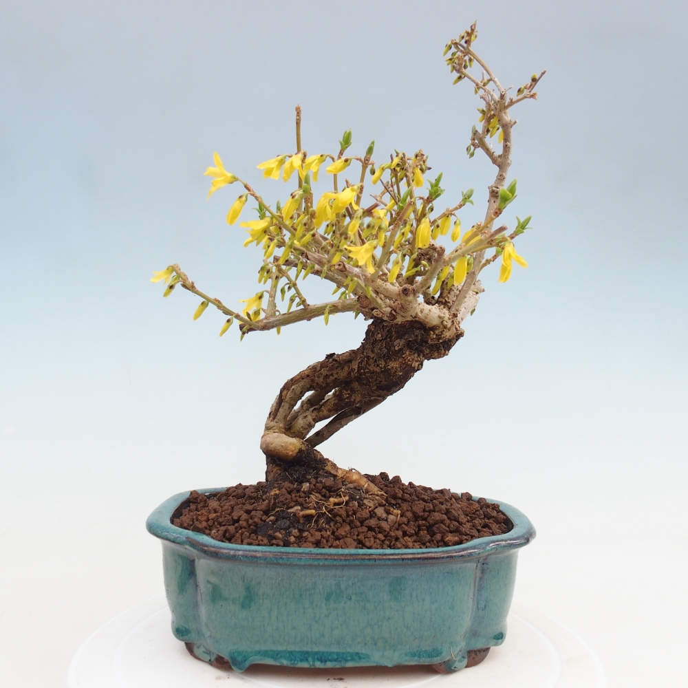 Bonsai voor buiten - Zlatice - Forsythia koreana