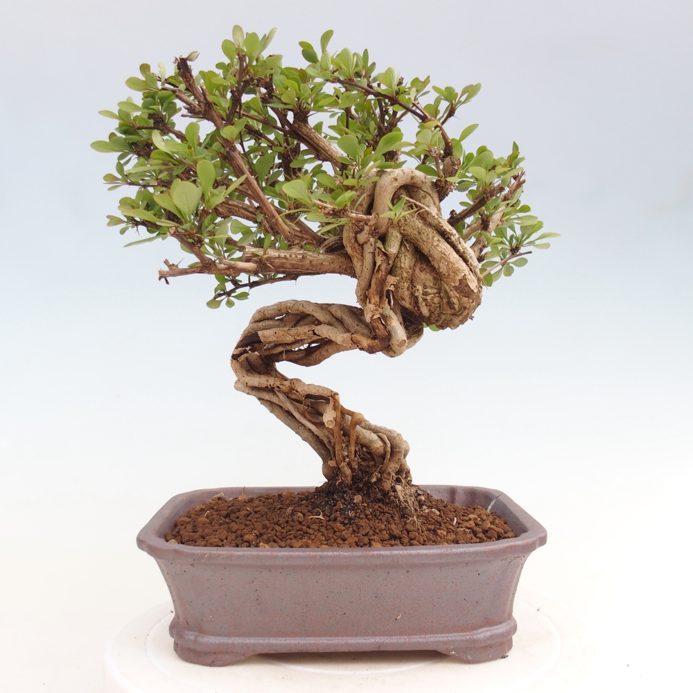 Bonsai voor buiten - Berberis coreana