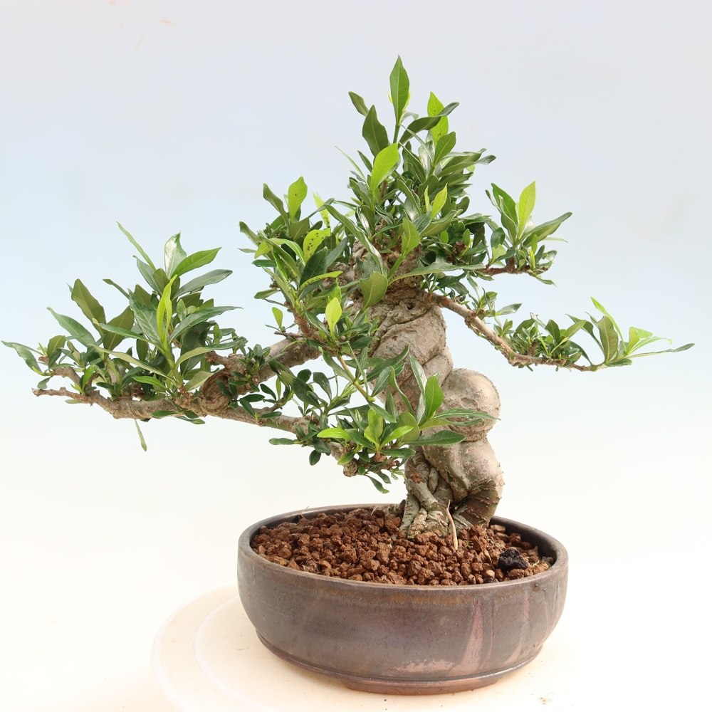 Kamerbonsai - Gardenia jasminoides-Gardenia