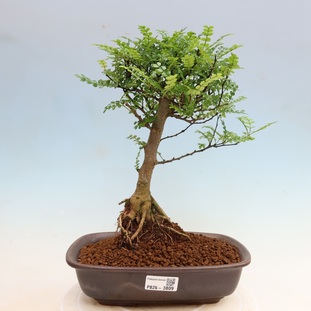 Kamerbonsai - Zantoxylum piperitum - peperboom