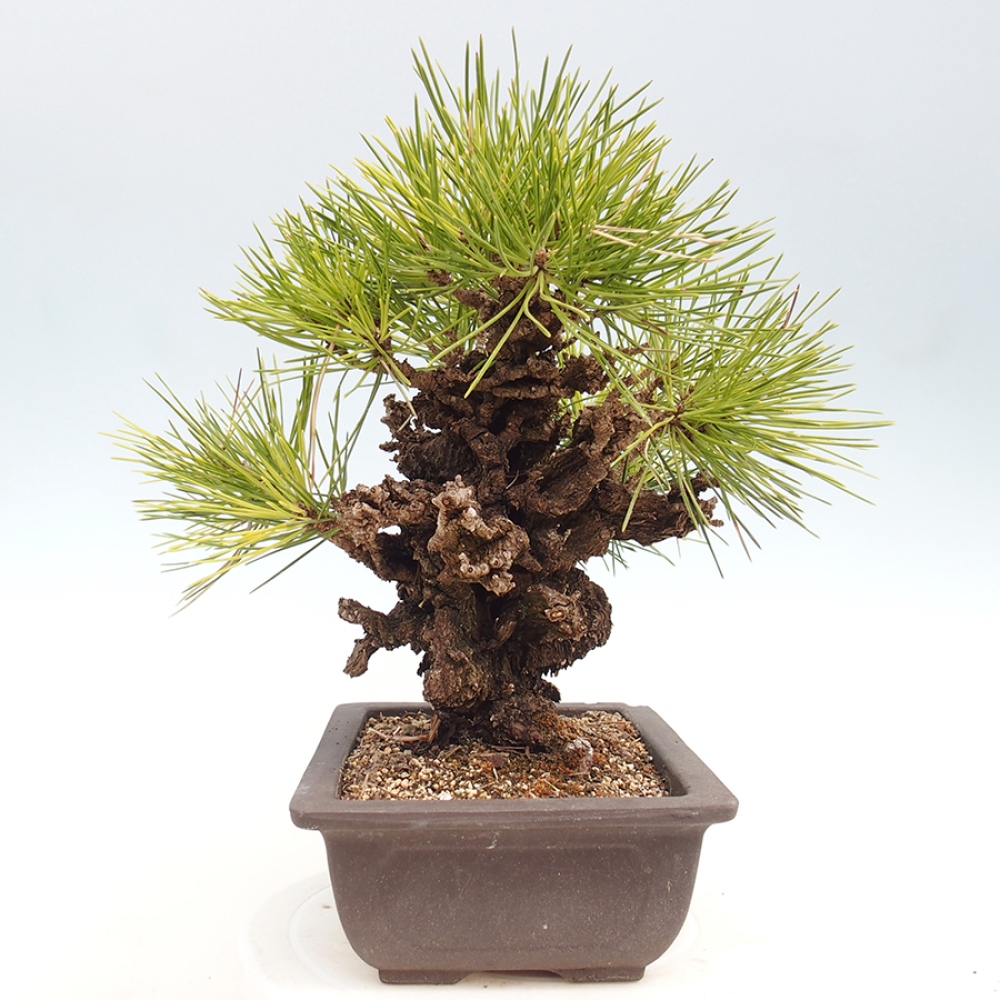 Bonsai voor buiten - Pinus thunbergii - Thunberg den