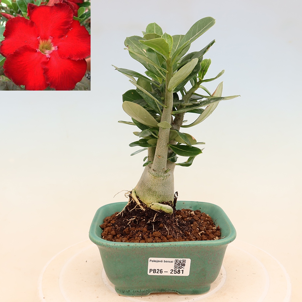 Kamerbonsai - Adenium obesum Red Star - Woestijnroos