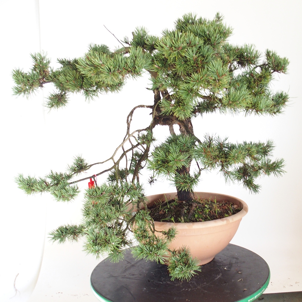 Yamadori - Pinus sylvestris Spanje
