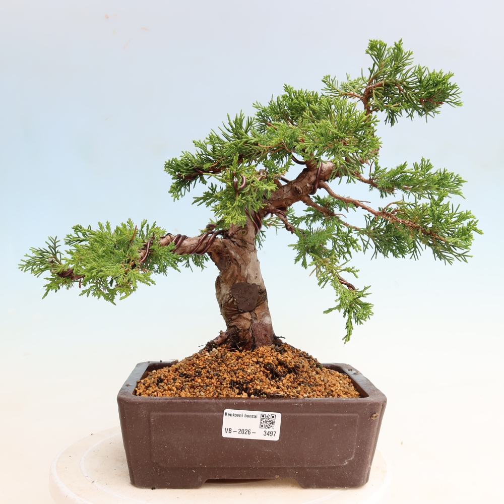 Bonsai voor buiten - Juniperus chinensis Itoigawa-Juniperus chinensis