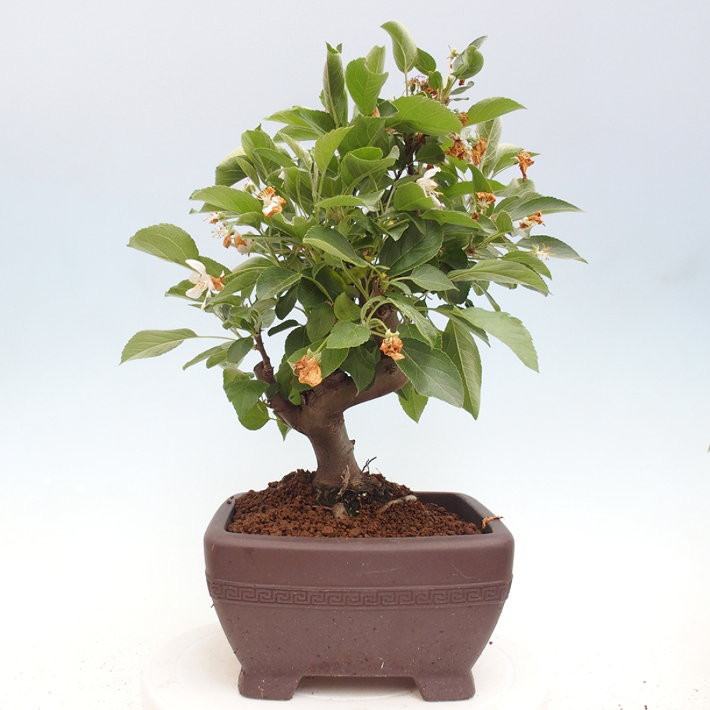 Bonsai voor buiten -Malus halliana - Appelboom met kleine vruchten