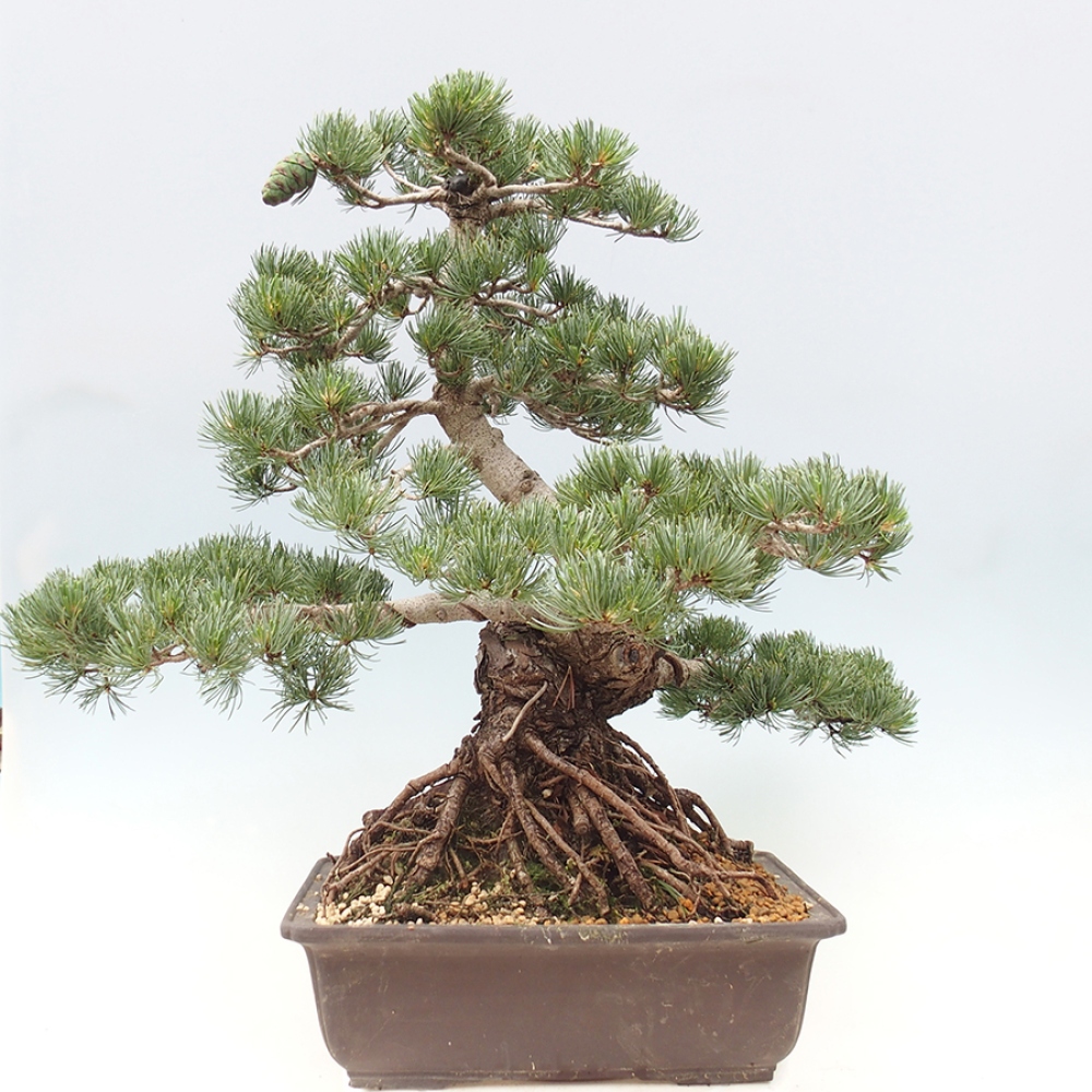 Bonsai voor buiten - Pinus parviflora - Pinus parviflora