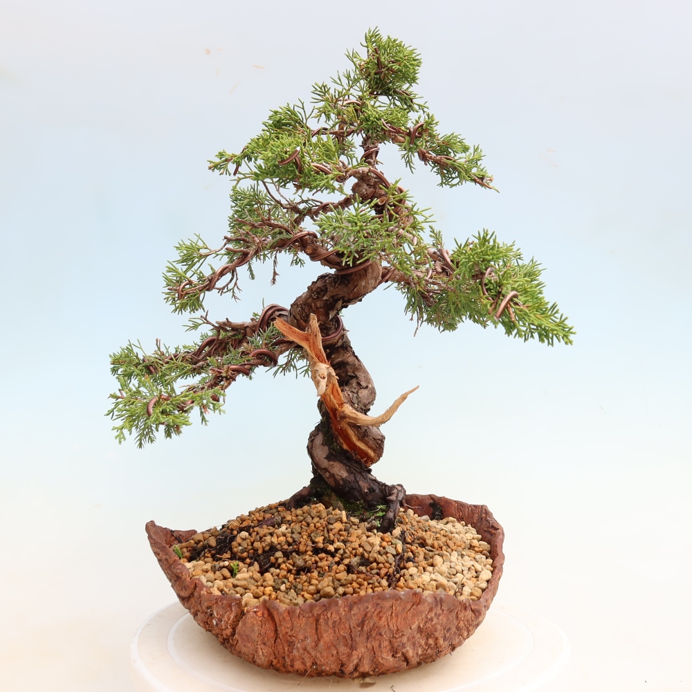 Bonsai voor buiten - Juniperus chinensis Itoigawa-Juniperus chinensis