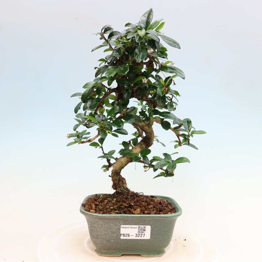 Kamerbonsai - Carmona macrophylla - Thee fuki
