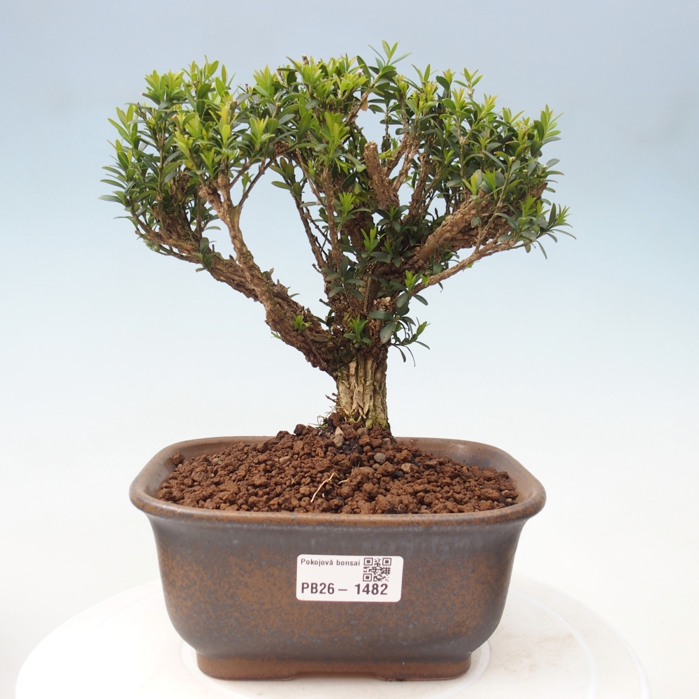 Kamerbonsai - Buxus harlandii - kurk buxus