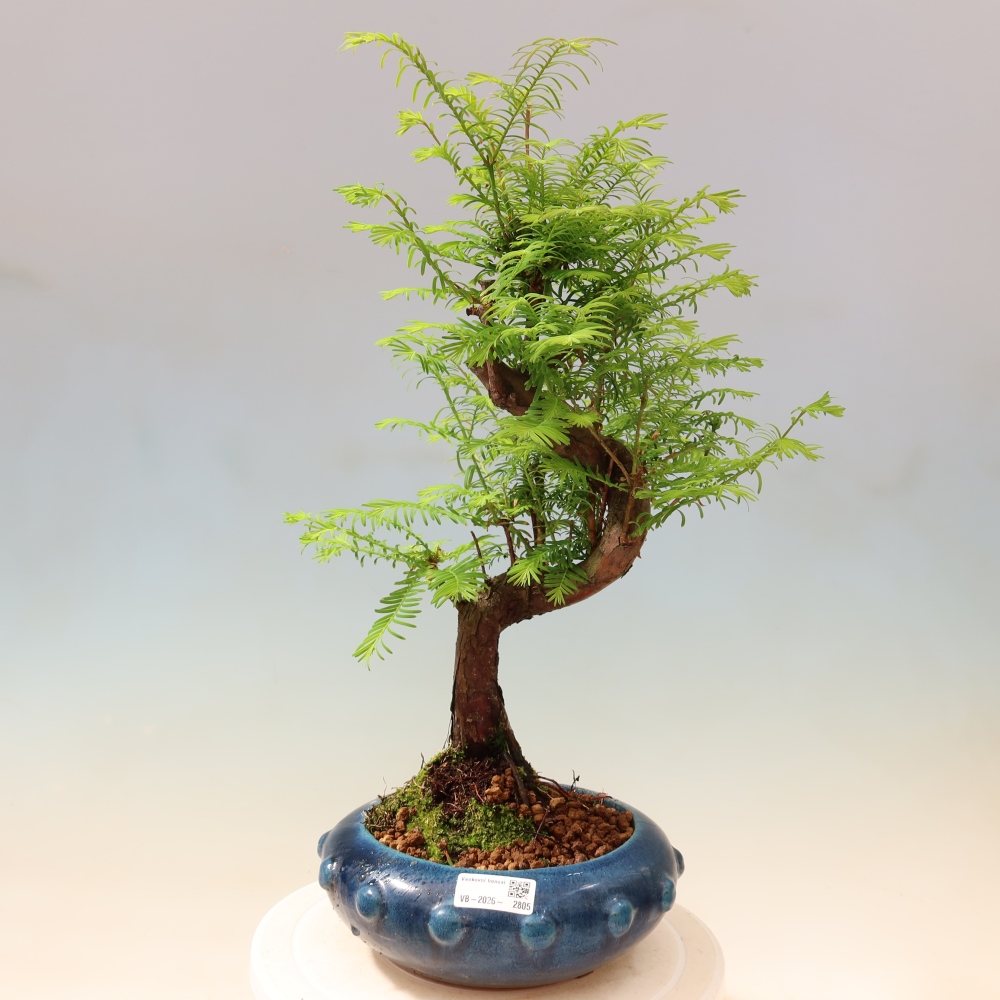 Bonsai voor buiten - Metasequoia glyptostroboides - Chinese Metasequoia