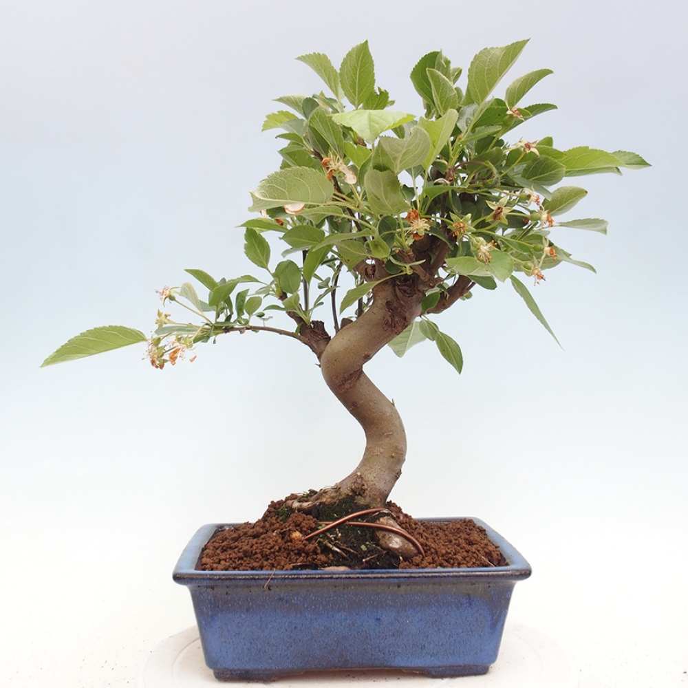 Bonsai voor buiten -Malus halliana - Appelboom met kleine vruchten