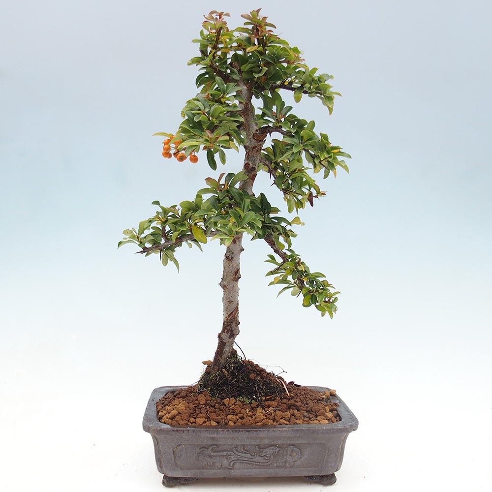 Bonsai-Pyracantha Teton voor buiten -Hlox