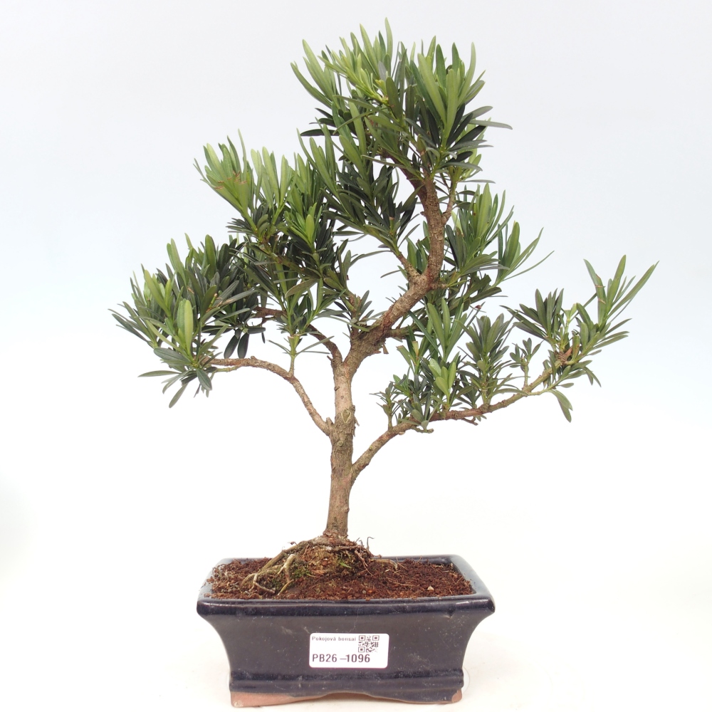 Kamerbonsai - Podocarpus - Taxus