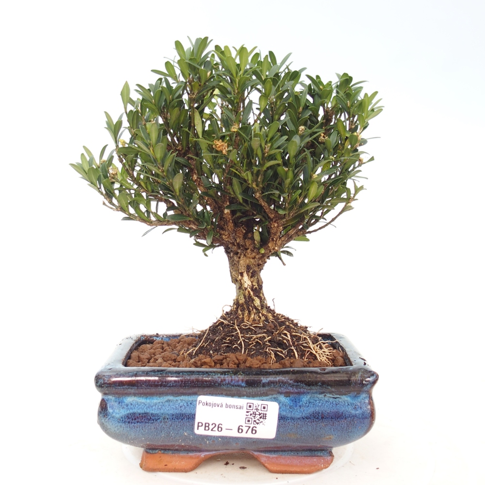Kamerbonsai - Buxus harlandii - kurk buxus