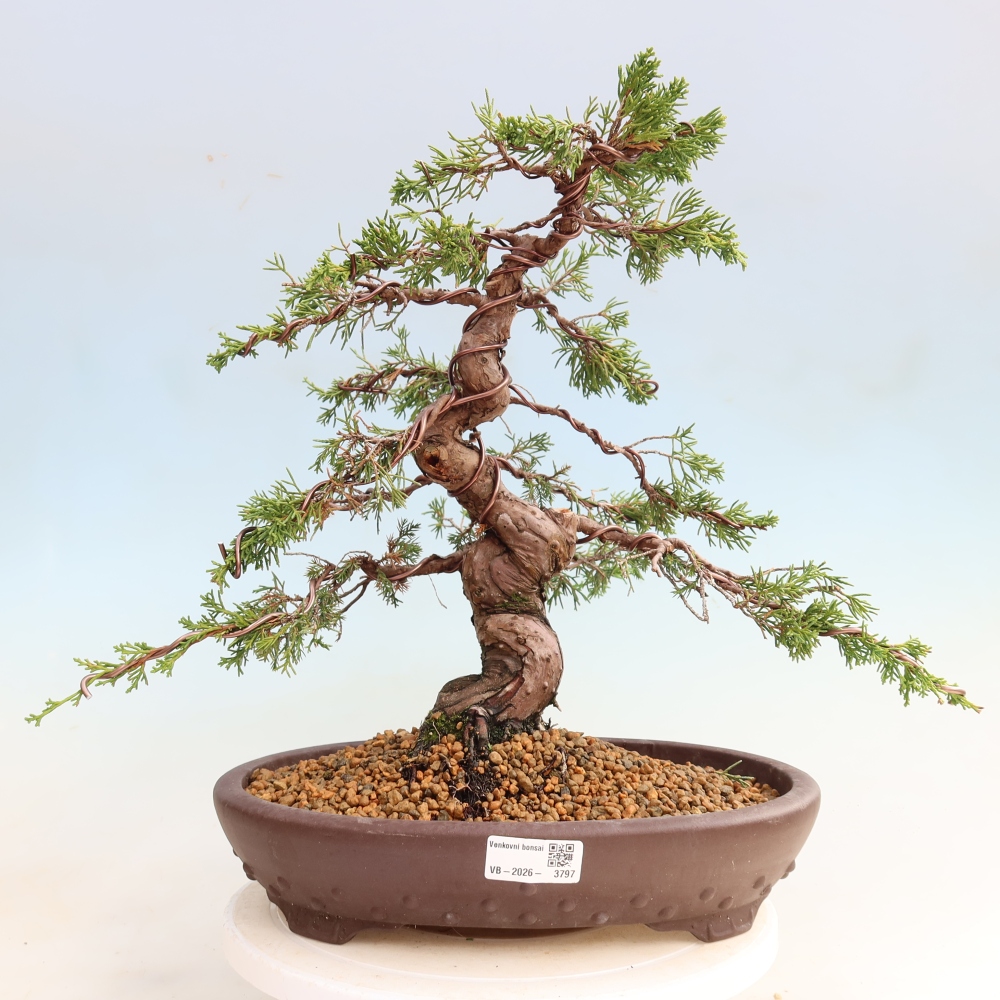 Bonsai voor buiten - Juniperus chinensis Itoigawa-Juniperus chinensis