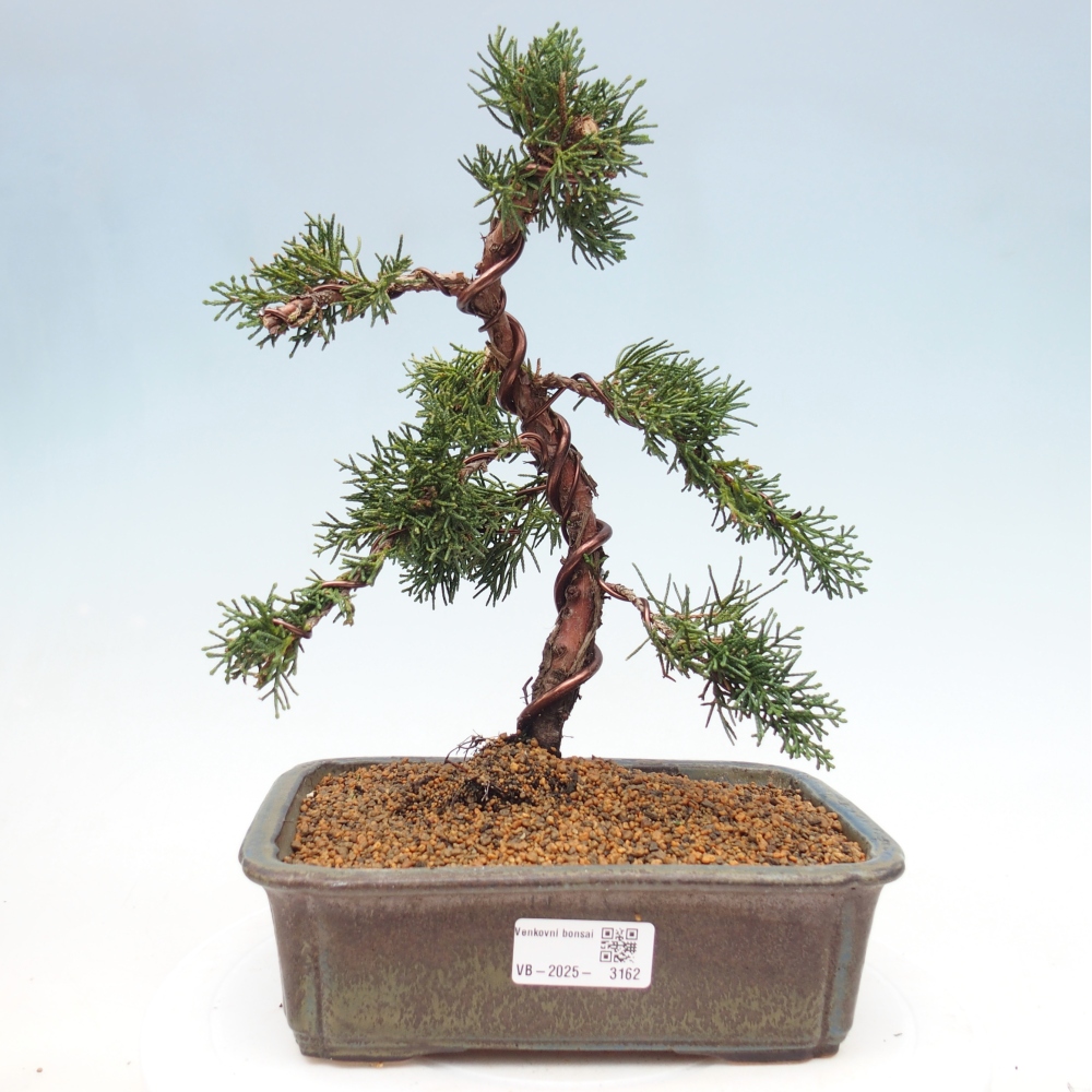 Bonsai voor buiten - Juniperus chinensis Kishu