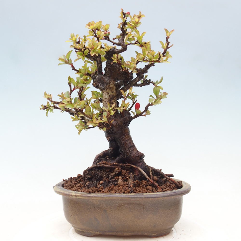 Bonsai voor buiten - Chaneomeles speciosa - Kweepeer