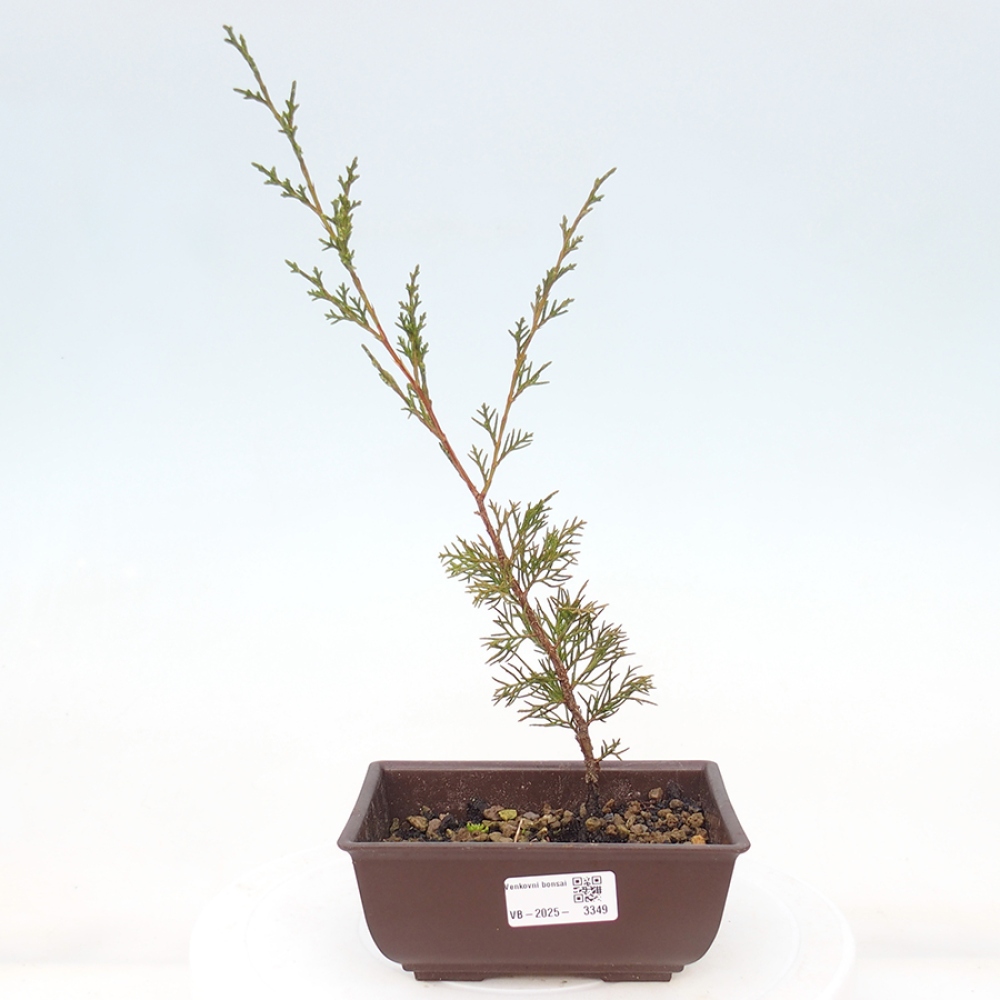 Bonsai voor buiten - Juniperus chinensis Itoigawa