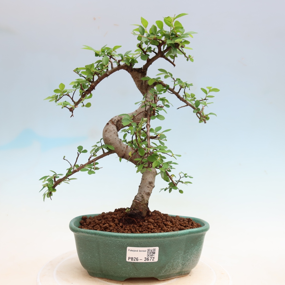 Kamerbonsai - Ulmus parvifolia - Winteriep