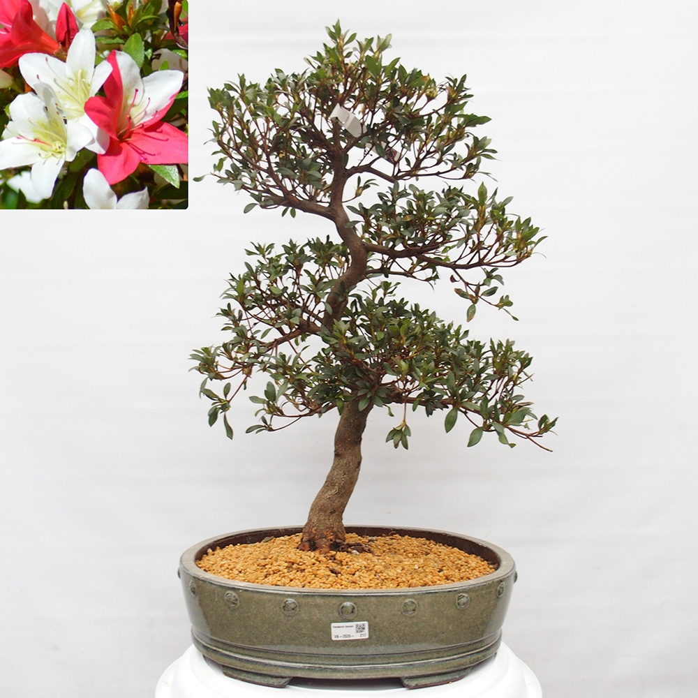 Bonsai voor buiten - Japanse azalea - Azalea CHIHIRO
