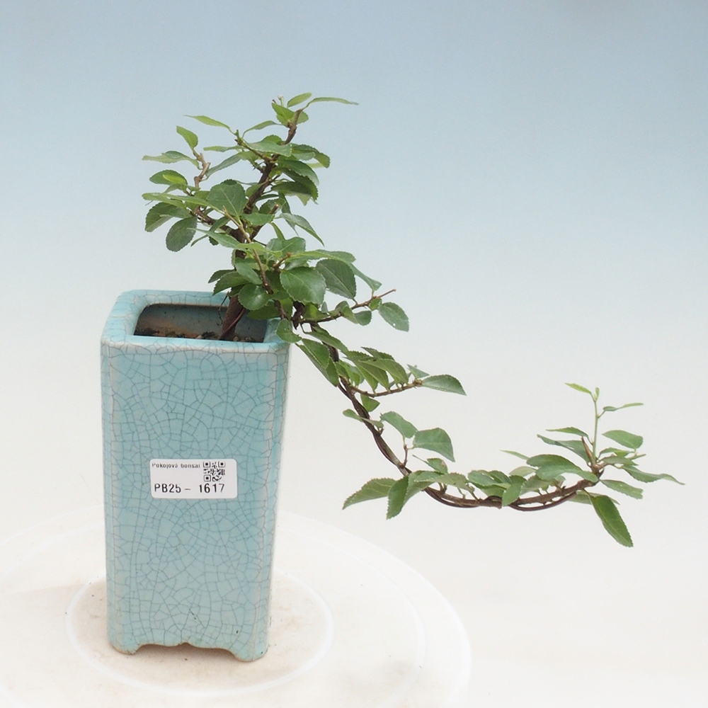 Bonsai - Grewia occidentalis - Lavendel zeester